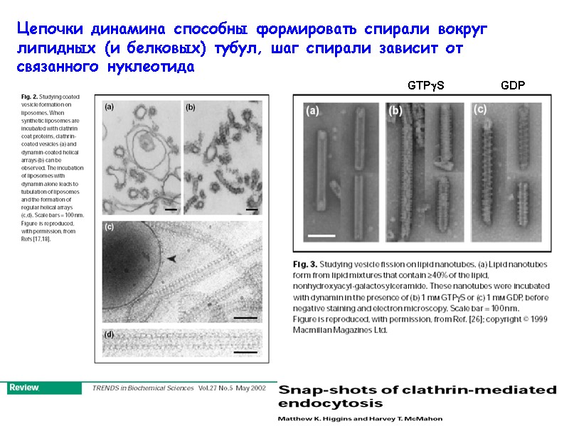 Цепочки динамина способны формировать спирали вокруг липидных (и белковых) тубул, шаг спирали зависит от